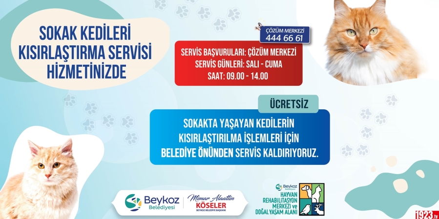 Beykoz Belediyesi'nden Sokak Kedilerine Ücretsiz Kısırlaştırma Hizmeti!